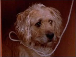 Comment s'appelle le chien de Billy ?