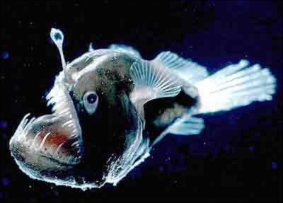 Pour attirer leurs proies, certains poissons tels que les baudroies des abysses, agitent une petite lanterne luminescente devant leur gueule. A quelle profondeur vivent-elles ?