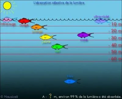 A certaines profondeurs, on ne voit goutte ! Mais quelle est la profondeur o 99% de la lumire est absorbe et  laquelle on ne voit plus rien ?
