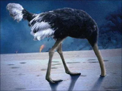 Les autruches sont les animaux les plus stupides du monde, elles pensent se rendre invisibles en plongeant la tte dans le sol, entend-on souvent. Mais pratiquent-elles rellement cette stratgie ?
