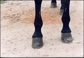 Quelle partie ne figure pas sur le sabot ?