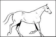 Le trot est une allure...