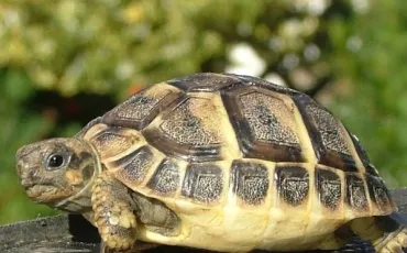 Quiz Tortues