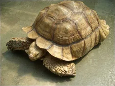 Quelle est cette tortue ?