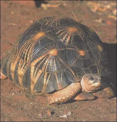 Quelle est cette tortue ?