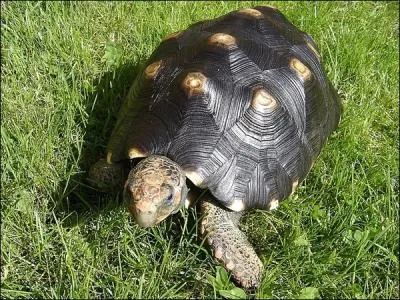 Quelle est cette tortue ?