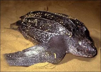 Quelle est cette tortue ?