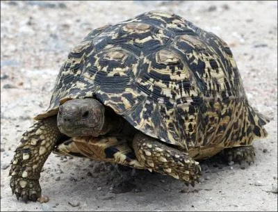 Quelle est cette tortue ?