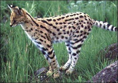 Quelle est la particularit du serval ?