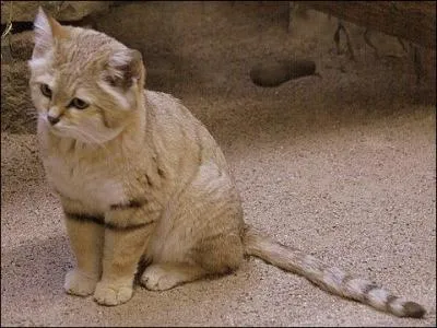 Quel animal le chat des sables aime-t-il particulirement chasser ?