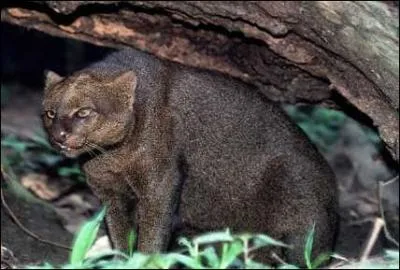 Quel est cet animal ?