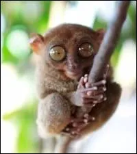 Comment s'appelle cet animal ?