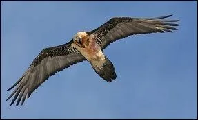 Comment s'appelle cet animal ?