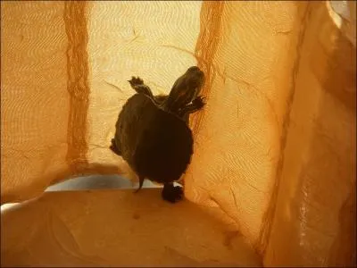 C'est srement pour mieux voir dans la rue ! Ah ! non ? Cette tortue fait preuve d'un grand dynamisme, et elle a d atteindre la plnitude !