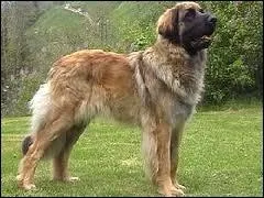 Et pour finir, la race de ce chien ?