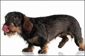 Quelle est la race de ce toutou ?