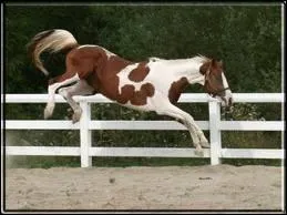 Et la robe de celui-l ?