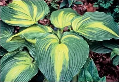 Magnifique plante vivace au feuillage vert moyen avec un grand centre jaune et des stries vertes.