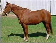 Quelle est la race de ce cheval ?