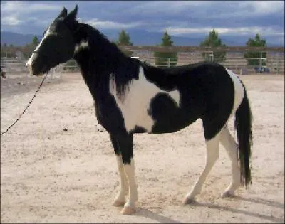 Et la race de celui-ci ?