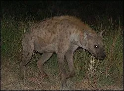 Que fait la hyne lorqu'elle crie ?