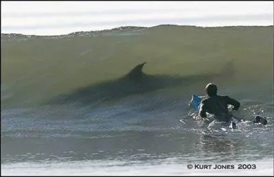 Un petit cadeau pour finir : film qui nous a valu, en France, la chanson de Lenorman pour nous expliquer que les dauphins, h ben c'est gentil...