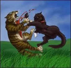 Qui est cet horrible chat (le noir) ?