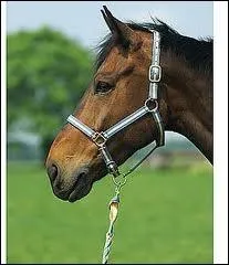 Que faut-il prendre pour aller chercher un cheval dans un pr ?