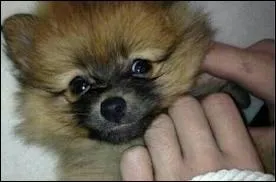 Comment s'appelle le chien de Zayn et Perrie ?