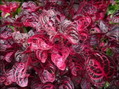 Mettez cette belle plante aux tonnantes couleurs dans un pot blanc et vous composerez un magnifique tableau. Comment s'appelle-t-elle ?