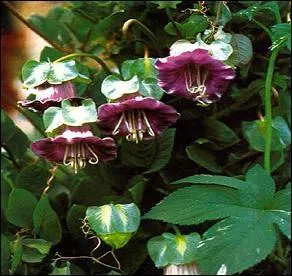 Cobaea est une plante volubile qui s'accroche vigoureusement  un treillage. Vivace au Prou et au Mexique, elle se cultive annuellement dans le Midi de la France. Comment nomme-t-on sa floraison ?
