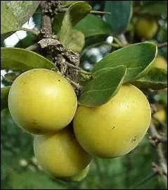 Ses fruits charnus, comestibles, sont excellents en confiture. Vous pouvez utiliser l'arbuste pour vos haies dfensives, le feuillage est persistant.