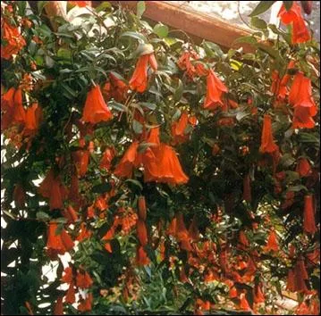 Cette magnifique plante, la Lapageria, a une exceptionnelle floraison. De quel pays s'tendant sur 4 300 kilomtres, est-elle originaire ?