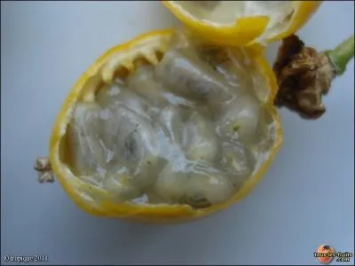 Le fruit de cette liane est comestible. La plante tire son nom de la forte odeur qui s'en dgage.