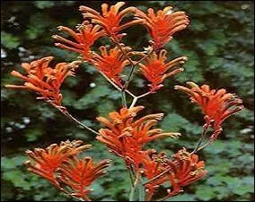 Sachant que l'anigozanthos est originaire d'Australie, vous trouverez aisment son nom commun.