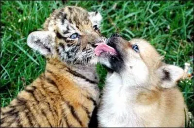 Sergi Lopez de plus en plus stressant :