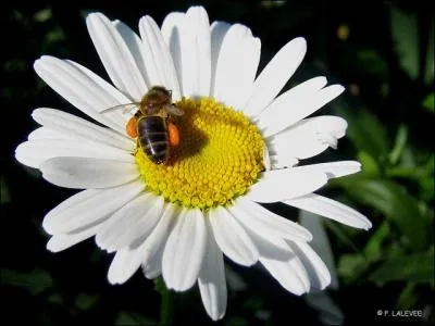 Pas une ne dit (... ) l'abeille :  Je suis cette fois sans parfum ! 