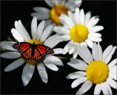 Au papillon qui la rveille :  Cette fois tu m'es (... ) ! 