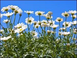 N'a, par pudeur, de ses ptales (... ) l'clat triomphant.