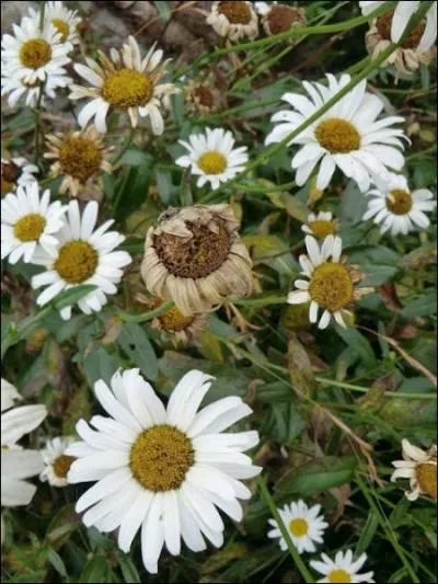 O fleurs, de vos tuniques neuves, (... ) tristement les plis :