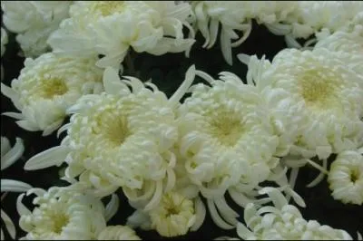 Fleurs d'ici ou de là bas, un peu nos (. . ), Vous devriez pleurer nos morts. »