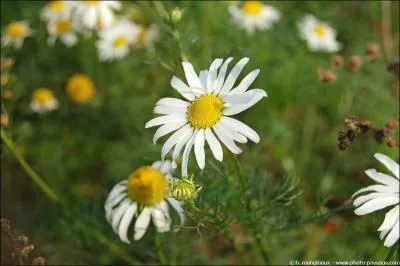 Comment peuvent-elles clore Sans une (... ) de carmin ?