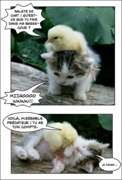 La basse-cour, le chat et le poussin, trouvez les 3 propositions incorrectes :