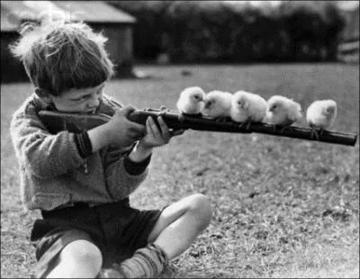 Le fusil et la poule, trouvez l'unique proposition incorrecte :