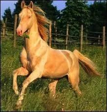 Et dans quelle tribu la race est-elle ne ?