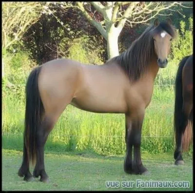 Quelle robe a ce cheval ?