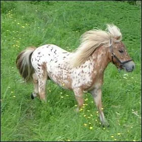 A quelle race appartient ce cheval ?