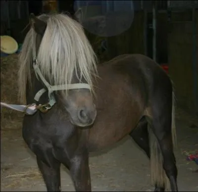 La robe de ce poney s'appelle ...