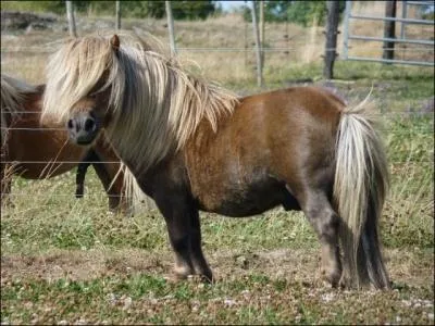Et pour ce poney ?