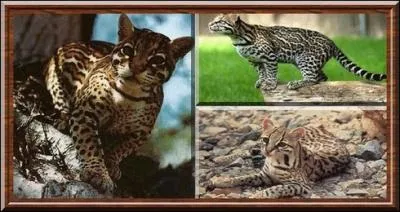 La ressemblance entre l'ocelot et le margay est frappante, mais qu'est-ce qui les diffrencie ?